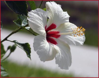 u49/bearpaw/medium/36551093.pi_white_flower.jpg
