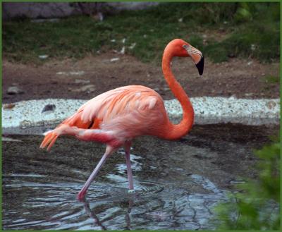 Chilean Flamingo