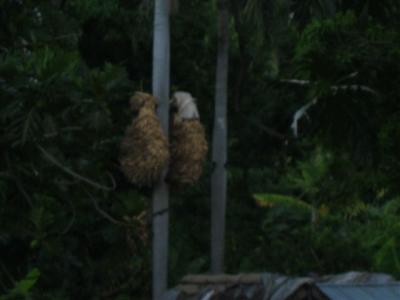 corn hanging in a tree to keep the rats away from it