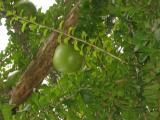 Gourd (what the local money is named after)