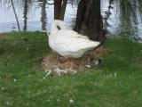 goose laying on eggs