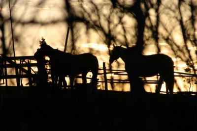 Sunset Horses