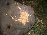 corn on a rock