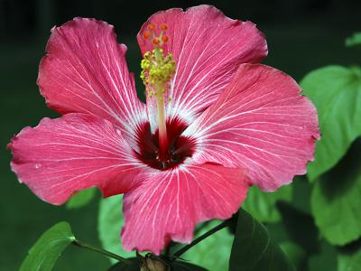Flower 3