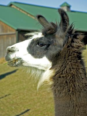 Lama