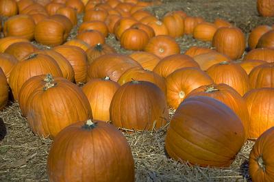 Punkin' Patch