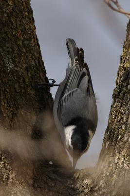 white-breasted nuthatch 001.jpg