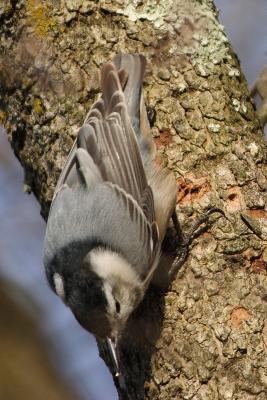 white-breasted nuthatch 013.jpg