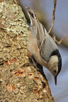 white-breasted nuthatch 015.jpg