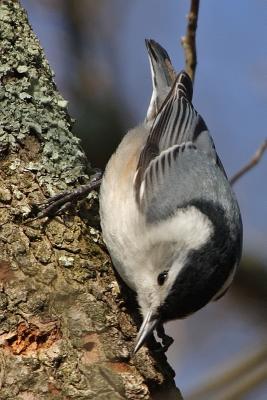 white-breasted nuthatch 016.jpg