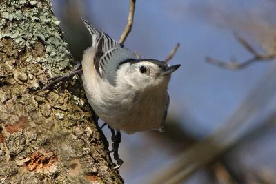 white-breasted nuthatch 017.jpg