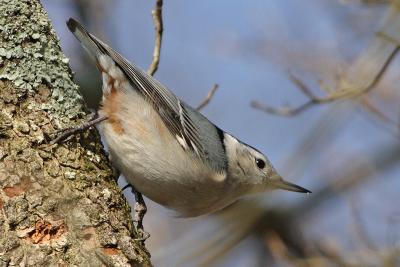 white-breasted nuthatch 018.jpg