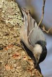 white-breasted nuthatch 014.jpg