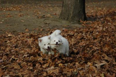 Nov 15/04  High Park  (temp)