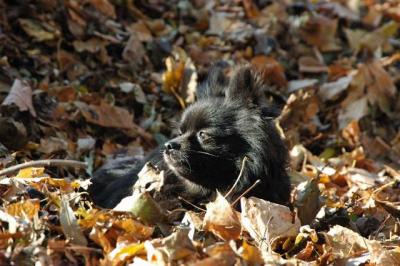 u49/billmcintyre/medium/36759427.Nov22a_04_139.jpg