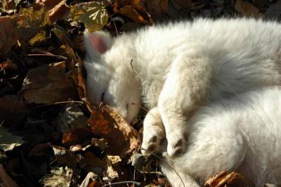 u49/billmcintyre/medium/36759651.Nov22a_04_361.jpg