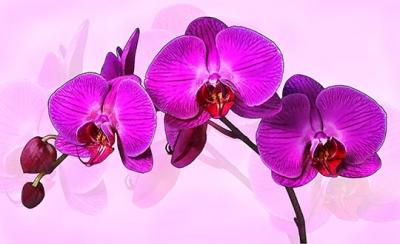 Pat Egaas: Anniversary Orchid