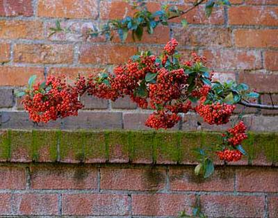 Hal Muhrlein: Pyrocanthus, Victoria, B.C.