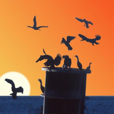 Tom DeVange: Cormorants