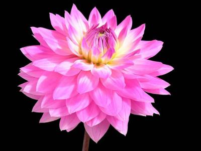 John Petrek: Pink Dahlia