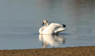 Trumpeter Swan