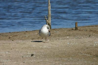 Ring (Lure?)-billed Gull