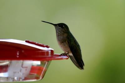 Calliope Hummingbird