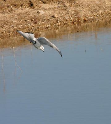 u49/birdercellist/medium/36490578.jpg