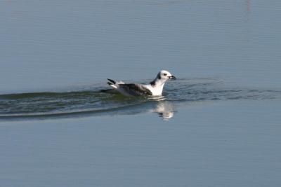 u49/birdercellist/medium/36490579.jpg