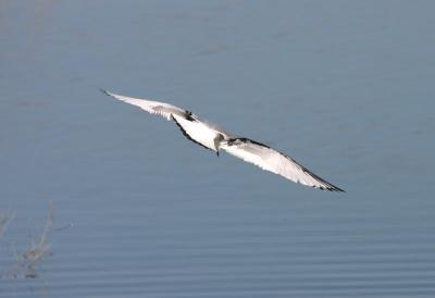 u49/birdercellist/medium/36490581.jpg