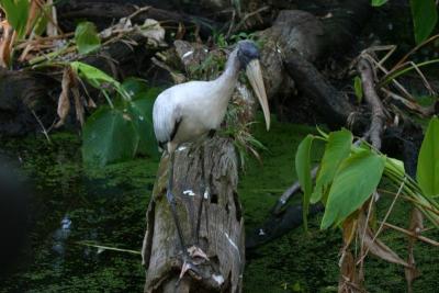 Wood Stork