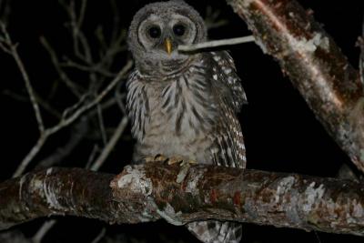 Barred Owl