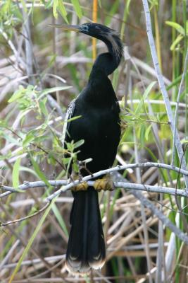 Anhinga