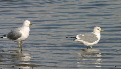 Mew and Ring-billed Gulls