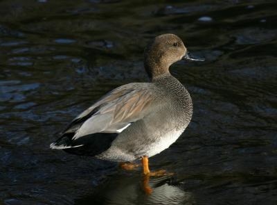 Gadwall