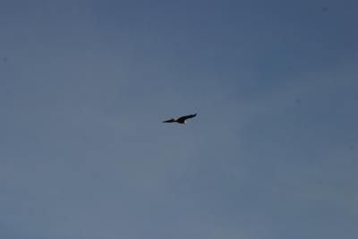 A Bald Eagle flyover of the Raw Bar.