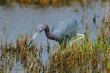 Little Blue Heron III