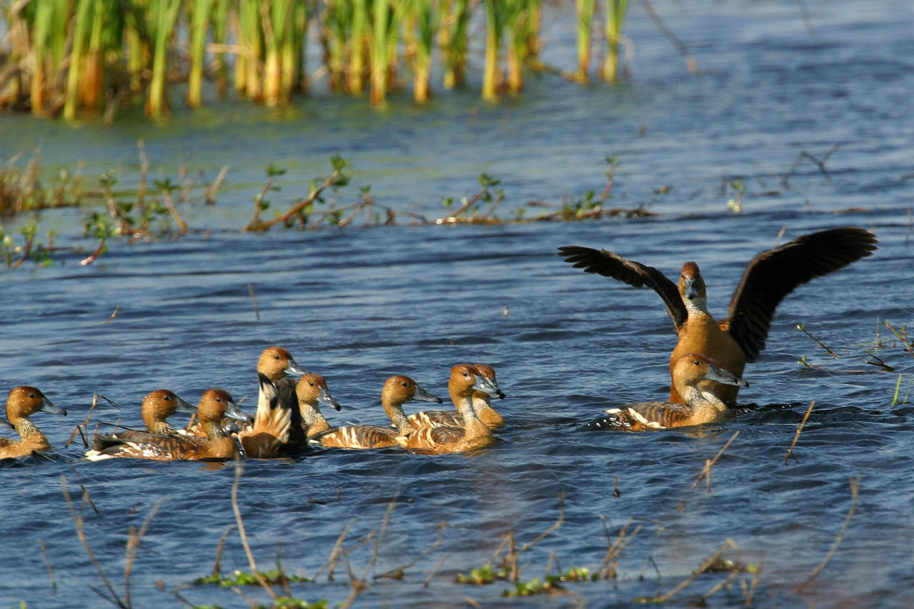 Fulvous Whistling Ducks