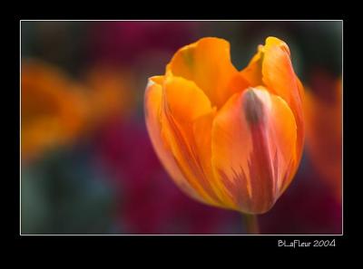 Single Tulip