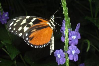butterfly In Niagara