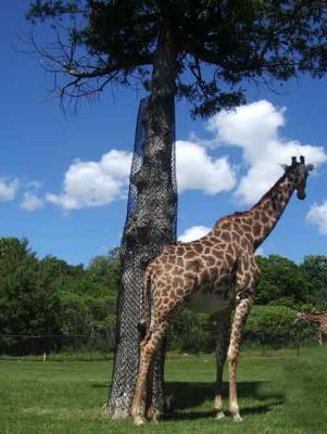  Toronto Zoo Gir.jpg