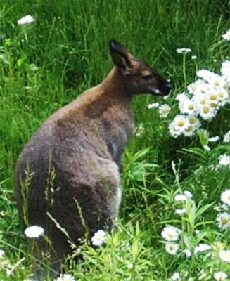 Roo At The Toronto Zoo.jpg