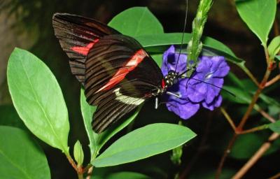 Butterfly Exhibit Niagara