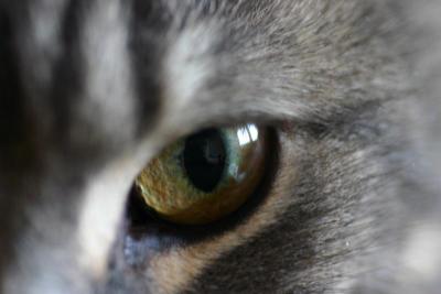 Eye Spy.jpg