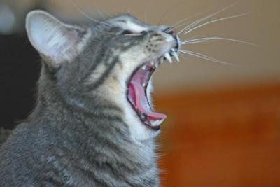 Big Yawn.jpg