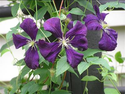 4 Clematis Venosa Violacea Viticella.jpg