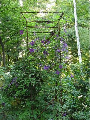 4  Polish Spirit Clematis