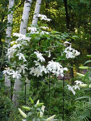 4 Victor Hugo Clematis.jpg