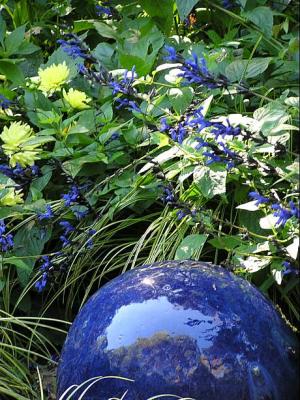 u49/blphotography/medium/35674331.SalviaBlackBlue04.jpg