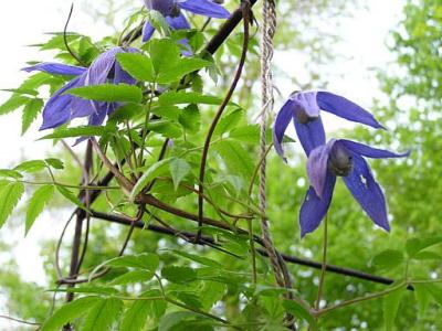 mostly_clematis